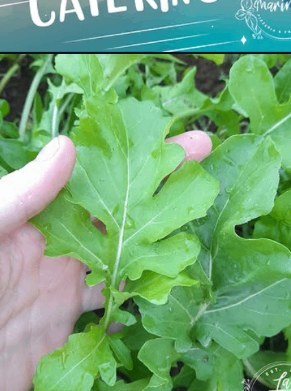 Wild rocket picked by hand in La Marinara's own kitchen garden